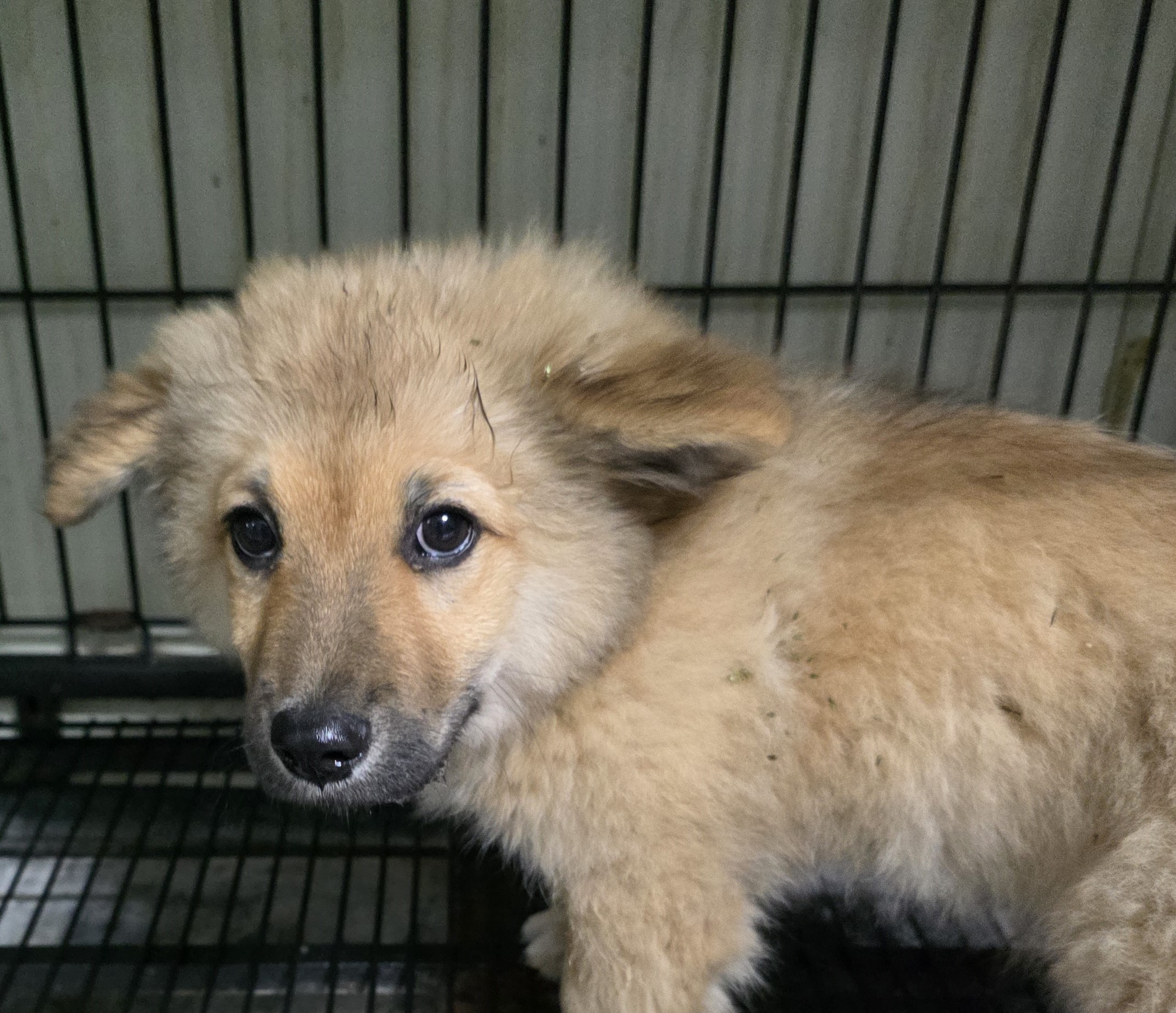 종료(자연사) 믹스…